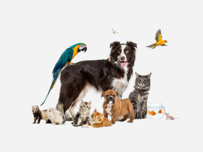 Celebrate Your Pets with Morristown & Morris Township Library!