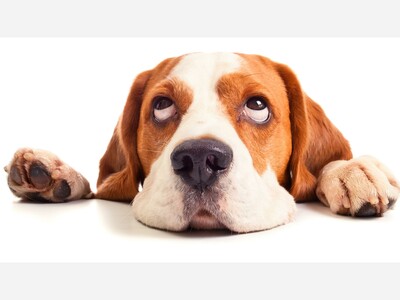 National Adopt a Shelter Pet Day is April 30!