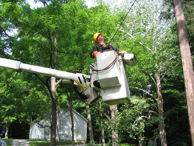 JCP&L Launches $34 Million Tree-Trimming Initiative to Mitigate Power Outages