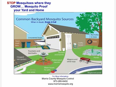 Mosquito Defense: After the rain, dump and drain!
