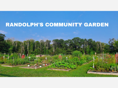 Randolph's Community Garden Thrives: A Hub of Organic Growth and Community Giving