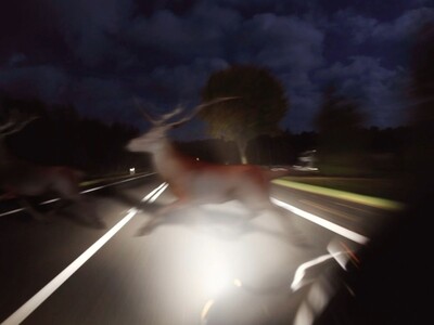 NJDOT Urge Motorists to Exercise Caution as Deer Mating Season Begins in NJ