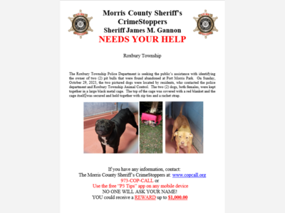 Roxbury Abandoned Dogs