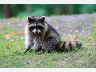 Rabies Alert in Parsippany: Health Department Confirms Infected Raccoon