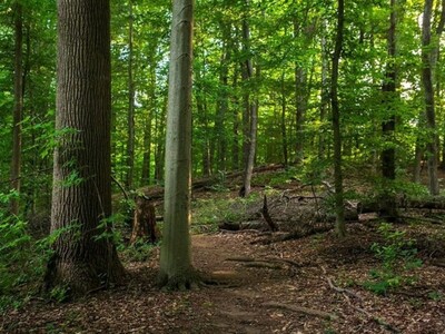 Borough of Madison Moves Closer to Federal Funding to Preserve Drew Forest