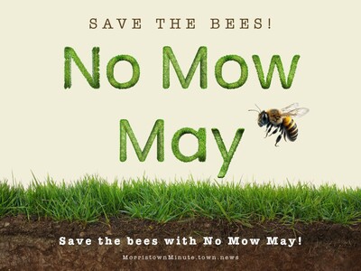 No Mow May: Save the Bees and Your Lawn