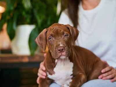 NJ Division on Civil Rights Targets Housing Discrimination Against Emotional Support Animal Owners