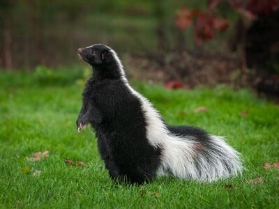 RABIES PUBLIC HEALTH ADVISORY, Morris Plains