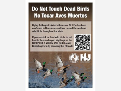 Do Not Touch Dead Birds