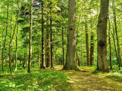 Montville Township to Acquire 28 Acres of Property for Open Space and Recreation