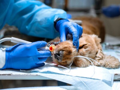 Essex County Vet Banned for Life After Deaths of Multiple Animals in His Care