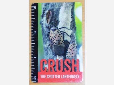 NJ, Destroy These Spotted Lanternfly Egg Masses