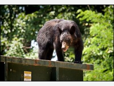 NJ Department of Environmental Protection Launches Statewide Campaign to Keep Residents Safe from Black Bears