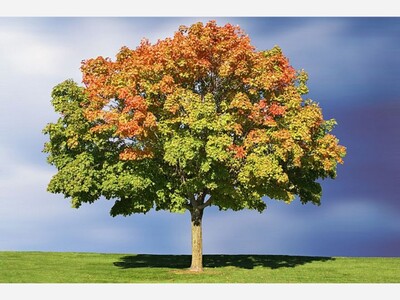 2023 Shade Tree Planting Volunteers Needed