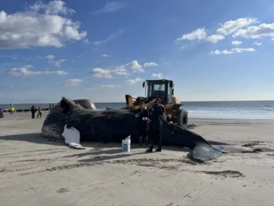 NJ DEP Monitors Humpback Whale Mortality Event Amid Concerns Over Offshore Wind Energy