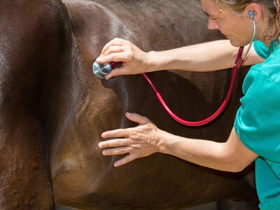 Ocean County Mare Succumbs to Eastern Equine Encephalitis in Rare Off-Season Case
