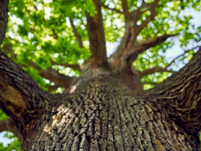 Morristown to Celebrate Arbor Day with a Special Tree Planting Event Courtesy of Columbia Bank
