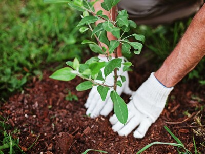 Morristown and Plastics Corp. Team Up for Tree Planting Event
