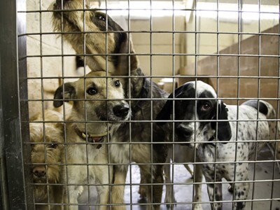 Major Crackdown on Cumberland County Dogfighting Ring: Over 100 Dogs Rescued