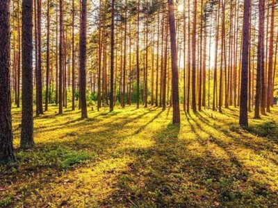 Madison Nears Significant Milestone in Drew Forest Preservation Effort with Federal Grant Funding