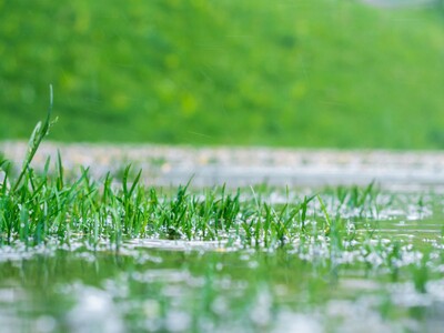 Flood-Proof & Beautify Your Property with Rain Gardens