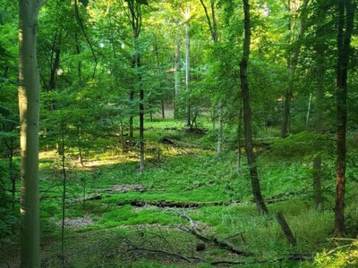 Madison and Drew University Forge Landmark Agreement to Preserve Drew Forest