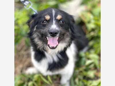 Meet Tubik – a cheerful and loving boy rescued in Ukraine who’s ready for his forever home!