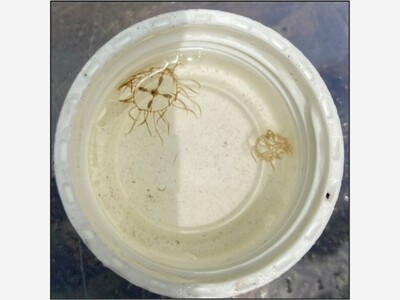 Beware of Clinging Jellyfish: NJDEP Warns Public Ahead of Peak Season in Coastal Estuaries and Rivers