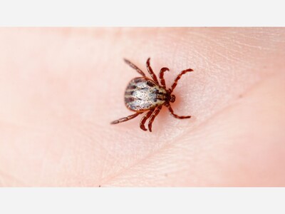 Take Precautions Against Vector-borne Diseases Take Steps This Summer To Prevent Tick, Mosquito Bites