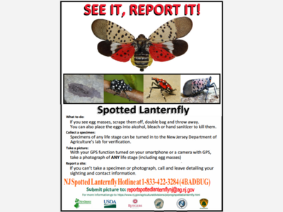 Invasive Spotted Lanternfly Threatens New Jersey's Agriculture and Quality of Life
