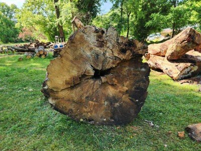 Liberty Tree Project Preserves History: Randolph's Iconic White Oak Memorialized