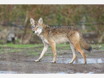 FLORHAM PK - COYOTE SIGHTINGS IN THE BOROUGH