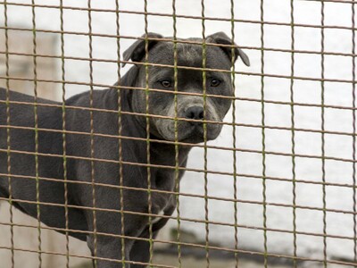 Jersey Men Implicated in Multi-State Dog Fighting Syndicate