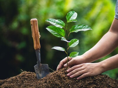 Free Tree Seedlings to Residents in Morris Township!