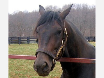 First Case of Eastern Equine Encephalitis in New Jersey for 2024 Reported in Atlantic County