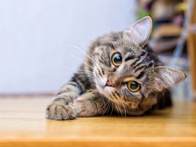 First Case of H5 Avian Influenza Confirmed in New Jersey Cat