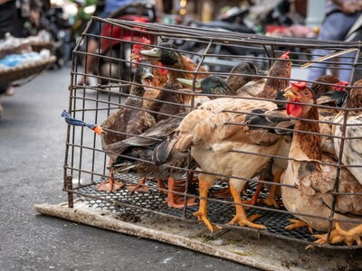 Avian Influenza Detected in Multiple New Jersey Live Bird Markets