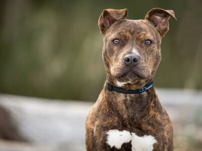 Newark Man Faces Animal Cruelty and Drug Charges in Multi-Agency Investigation