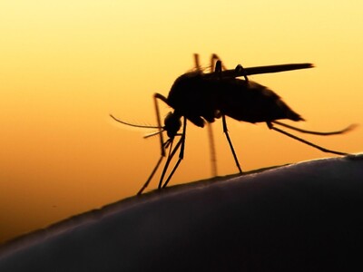 Morris County Resident Diagnosed with Malaria; State Probes Possible Local Transmission