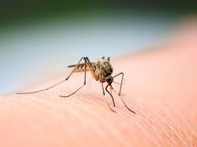 Child & Adult Contract West Nile Virus in New Jersey