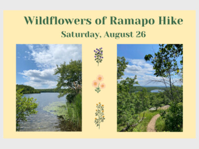 Wildflowers of Ramapo Hike