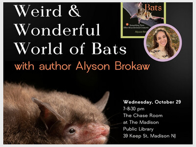 The Weird and Wonderful World of Bats with Author Alyson Brokaw