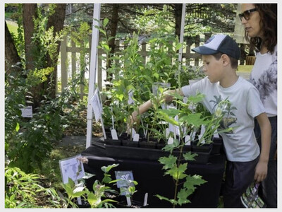 Saving Nature with Your Yard