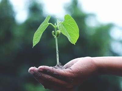 Earth Day Volunteer Opportunity 